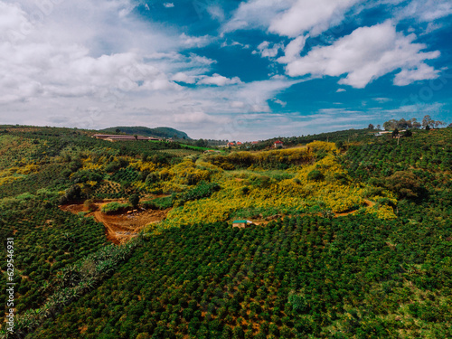 An aerial view of the hills planted with rubusta coffee and wild sunflowers