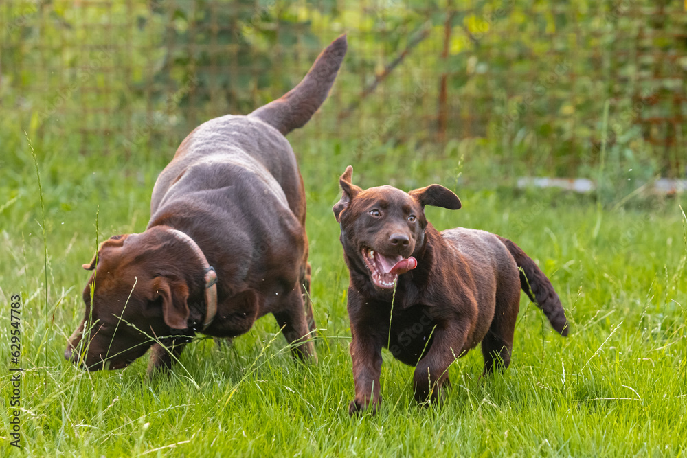 Chocolate labrador retriever puppies walking on green grass