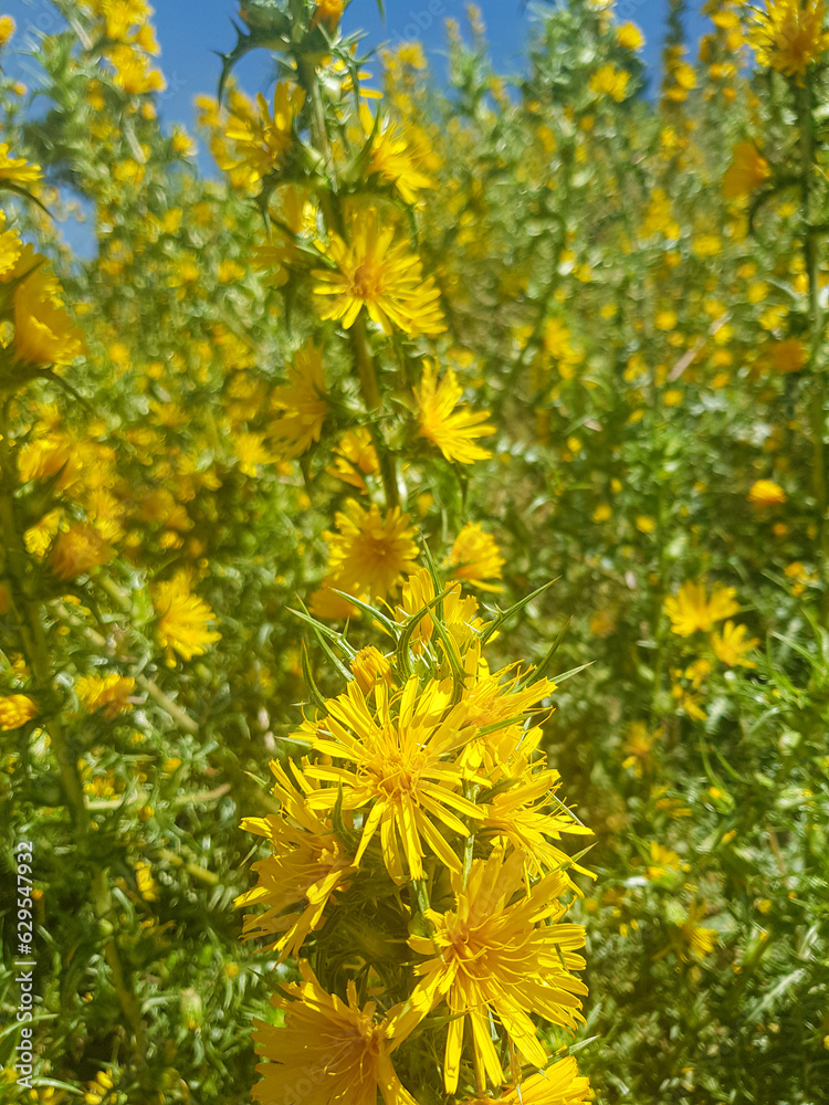 Thistle in bloom - a beautiful backdrop Thistle in bloom - a beautiful backdrop