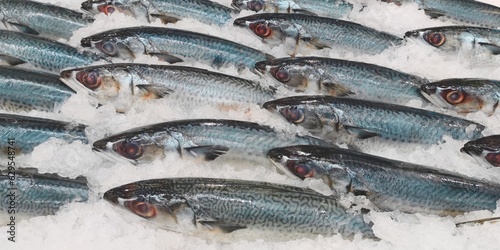 close up of fresh fish on ice