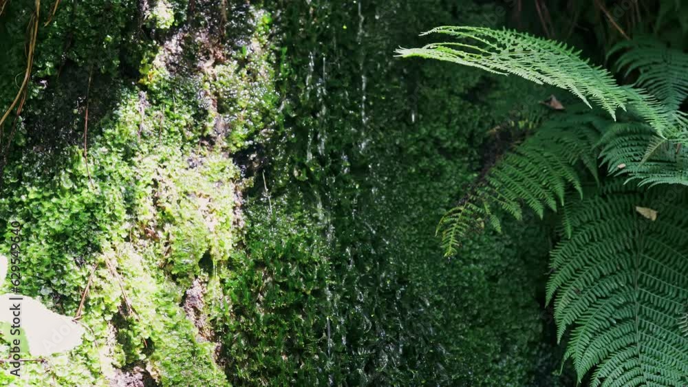Tranquil Raindrops: A Refreshing Ecosystem in the Green Jungle Tranquil Raindrops: A Refreshing Ecosystem in the Green Jungle