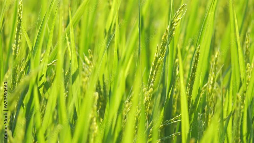 Closeup of ricefield full of paddy Closeup of ricefield full of paddy