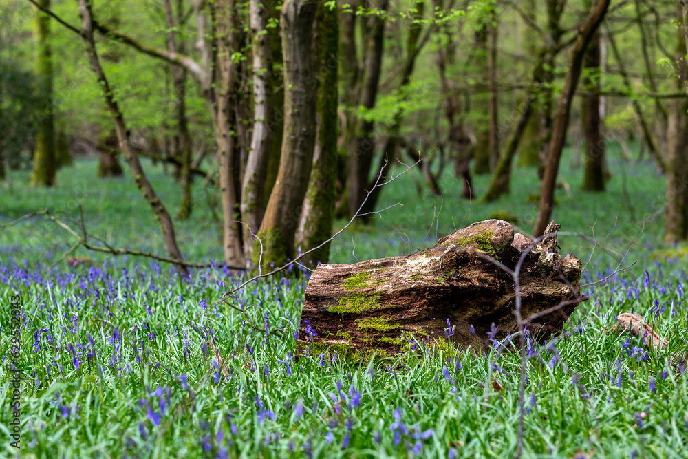 A tree stump on the ground in woodland, with bluebells starting to bloom around it A tree stump on the ground in woodland, with bluebells starting to bloom around it