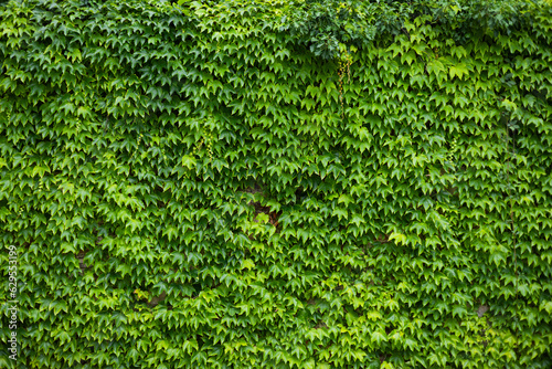 Ivy texture. Ivy hedge background. Ivyberry backdrop. Ivy Green wall. Green leaves background. Myrtle green background