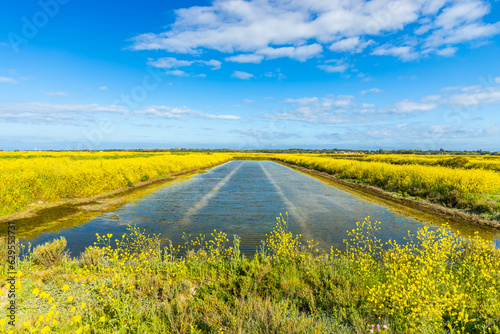 Salt marshes of the natural reserve of Lilleau des Niges and yellow wild mustard flowers on the Ile de R    France