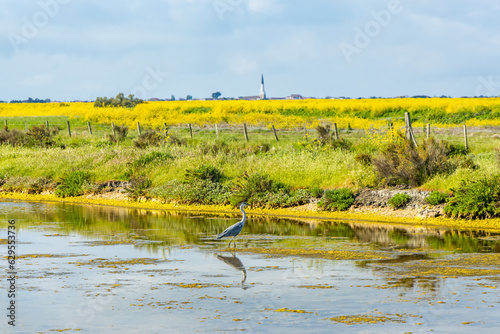 Grey heron in the salt marshes of the natural reserve of Lilleau des Niges on the Ile de Ré island in France
