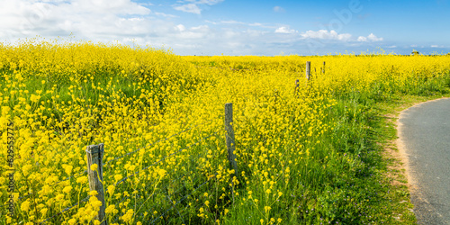 Fototapeta Naklejka Na Ścianę i Meble -  Yellow mustard flowers in bloom in the salt marshes of the natural reserve of Lilleau des Niges on the Ile de Ré island in France