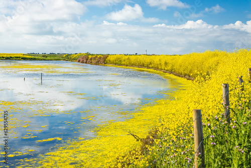 Salt marshes of the natural reserve of Lilleau des Niges on the Ile de Ré island in France with white mustard flowers in bloom