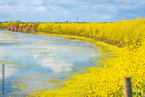 Salt marshes of the natural reserve of Lilleau des Niges on the Ile de Ré island in France with white mustard flowers in bloom photo