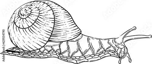 Hand Drawn Cartoon Snail Illustration Vector