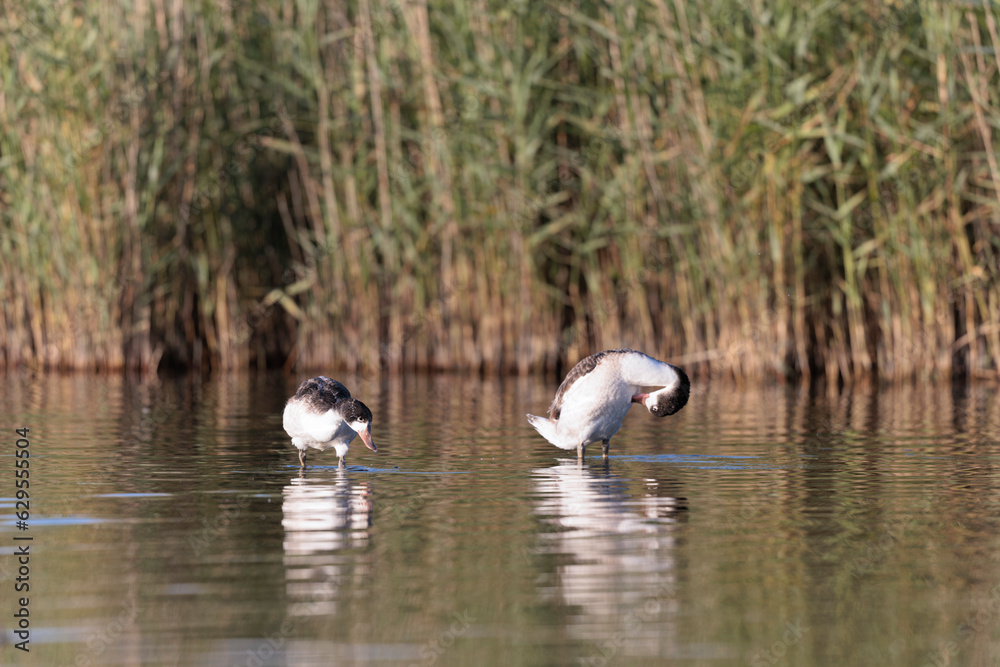 common shelduck Tadorna tadorna in a swamp in Brittany, France