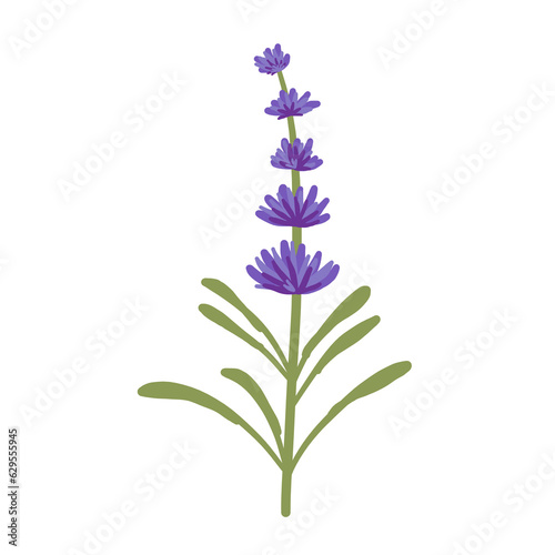 Colored lavender stem 