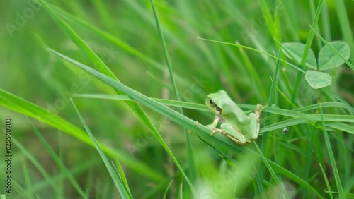 草むらでじっとしているアマガエル