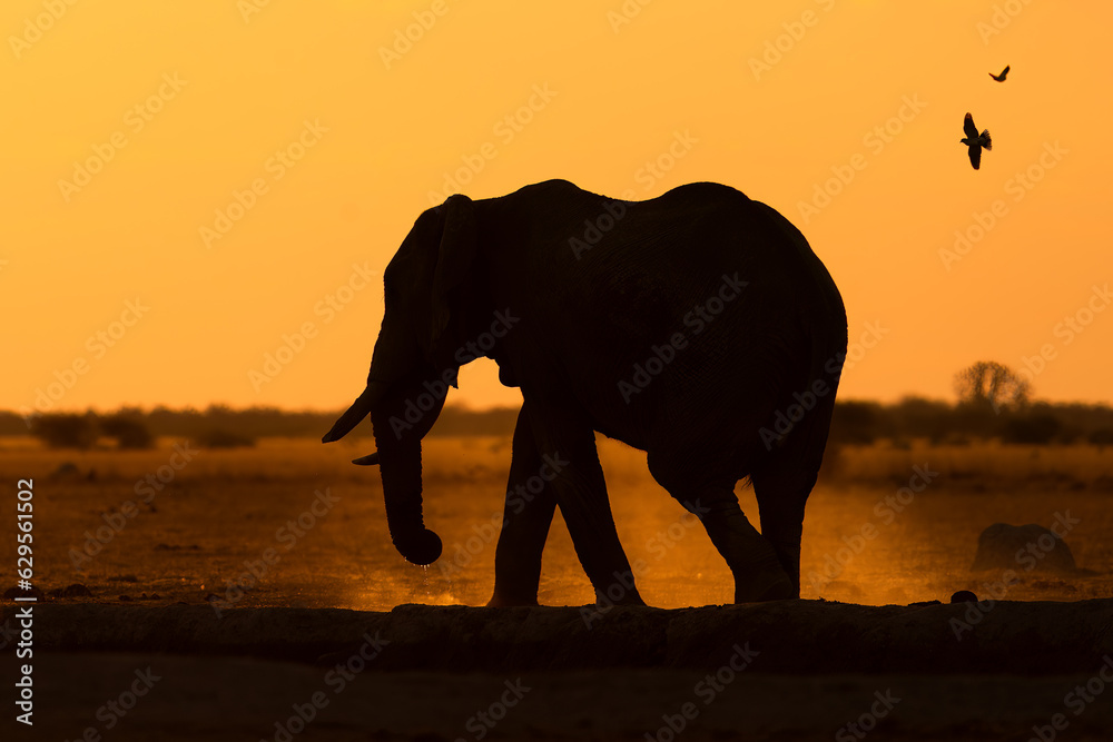 Fototapeta premium elephant silhouette at sunset