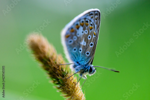 butterfly on a stem of grass © Per