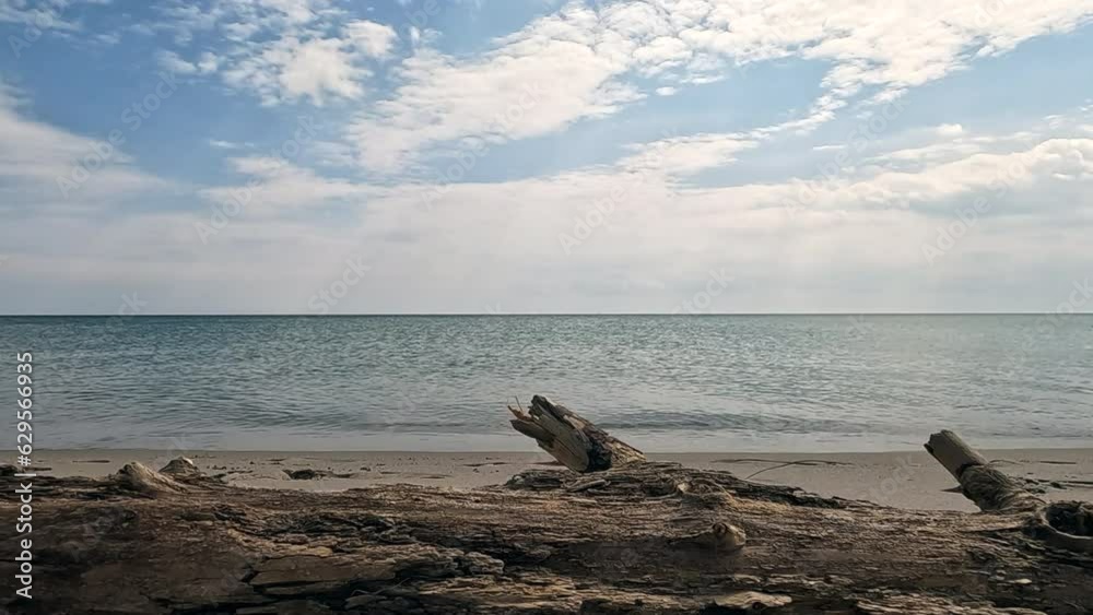 Branch of a sterile tree against the background of the sea on the beach Branch of a sterile tree against the background of the sea on the beach