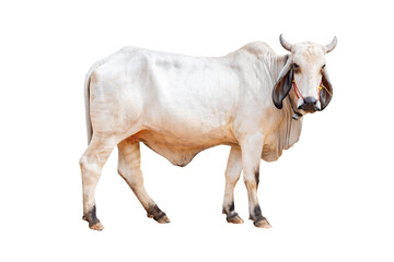 Full Body of White female cow standing and look straight ahead isolated on transparent background , Thai cow, asian cow, side view, PNG file