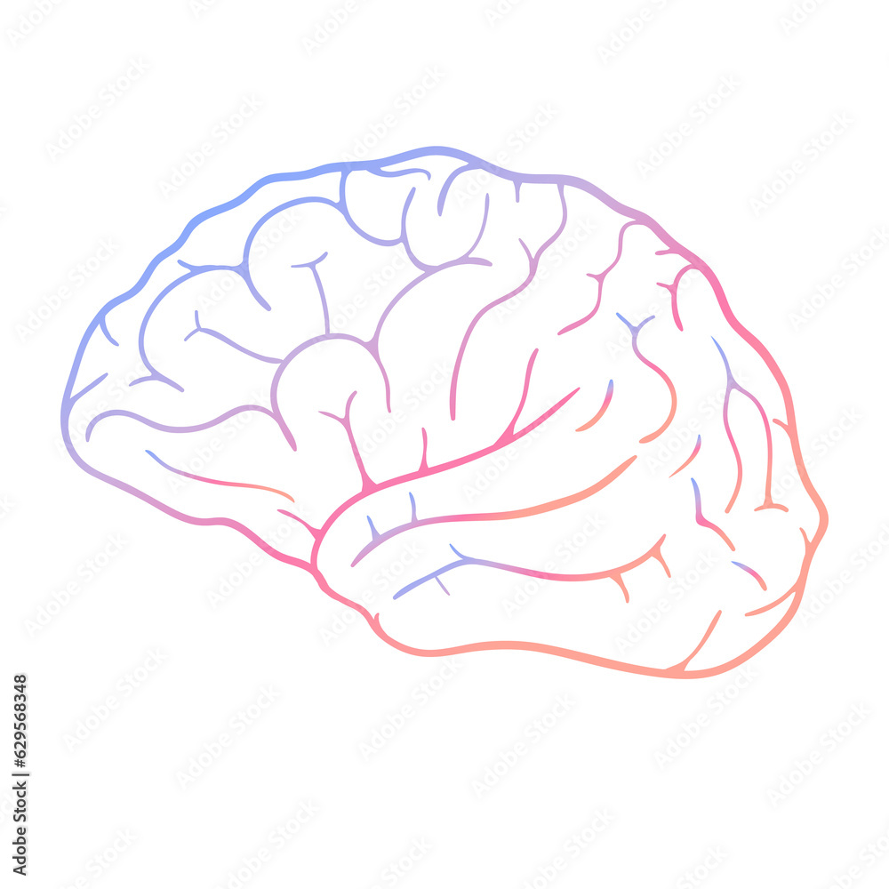 Human brain. Illustration on transparent background Human brain. Illustration on transparent background