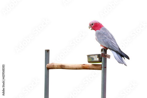 Beautiful Galah Cockatoo isolated on transparent background png file photo