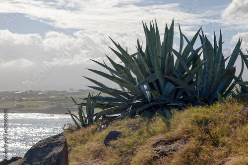 Aloe vera growing near the edge of a cliff photo
