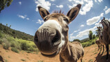 Fisheye Lens. Selfie of a happy donkey