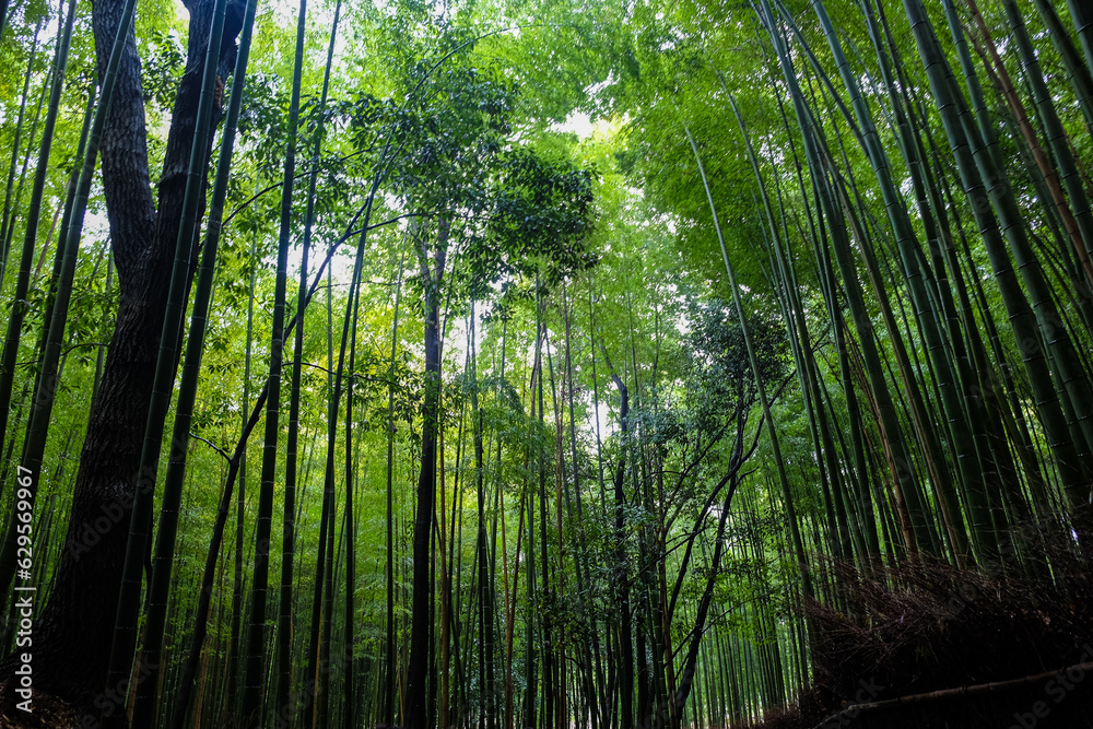 Bamboo grove green rain forest sighseeing travel at Arashiyama