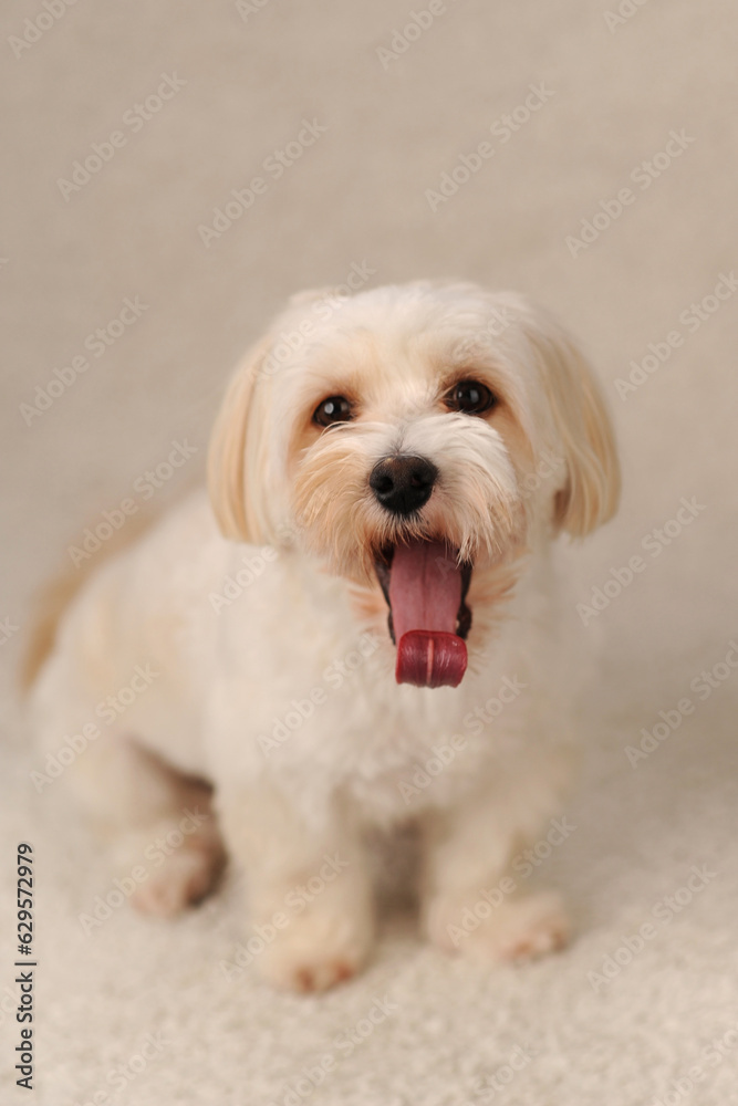 beige maltipu sits on a beige background in the studio beige maltipu sits on a beige background in the studio