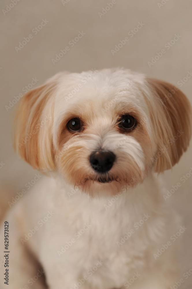beige maltipu sits on a beige background in the studio beige maltipu sits on a beige background in the studio
