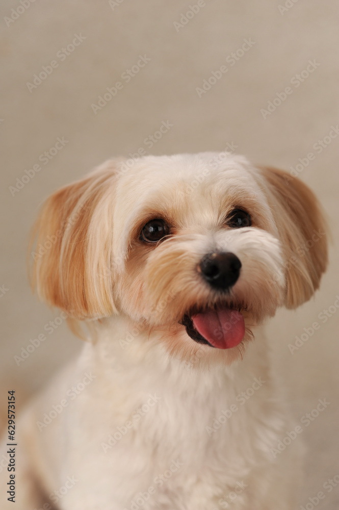 beige maltipu sits on a beige background in the studio beige maltipu sits on a beige background in the studio