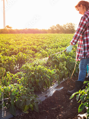 Bio vegetables on a small family farm. Full length portrait of Farmer woman spraying garden farm with pesticide sprayer against the sun on a sunset. Agriculture fertilizer spraying insecticide