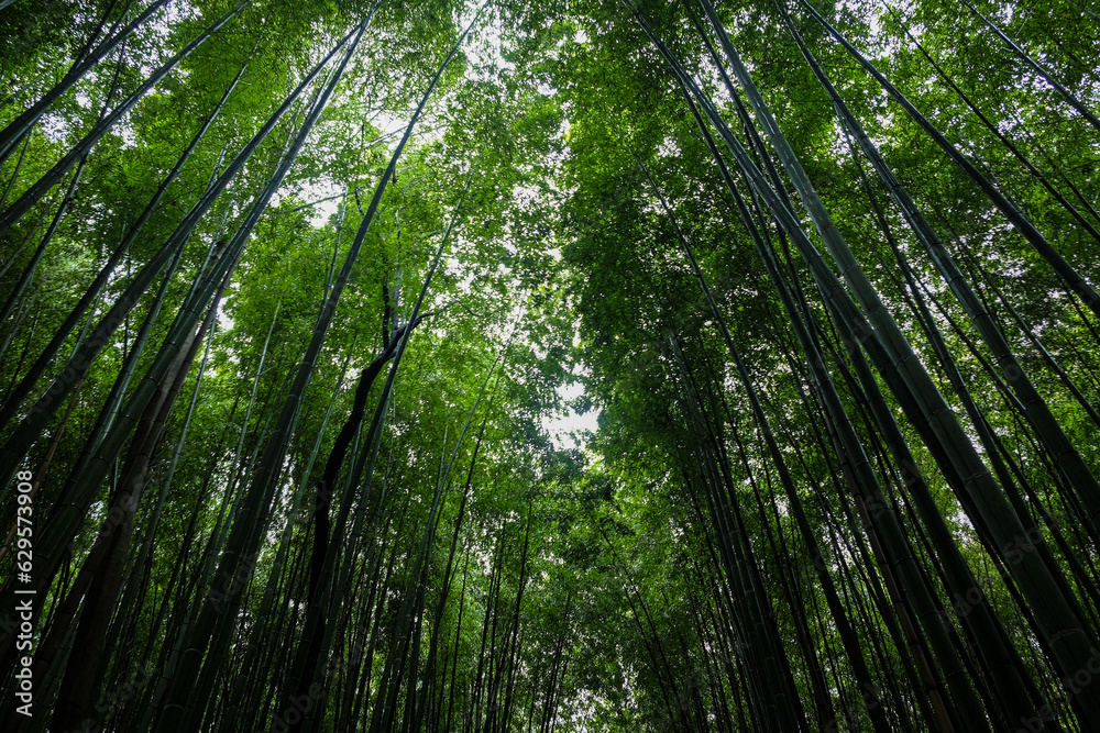 Bamboo grove green rain forest sighseeing travel at Arashiyama Bamboo grove green rain forest sighseeing travel at Arashiyama