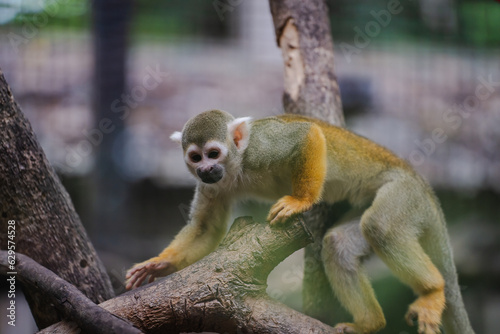 Adorable squirrel monkey captivates visitors at the zoo. Witness their playful antics in the enclosed habitat. Saimiri sciureus monkey in the cage at the chiang mai zoo thailand. photo