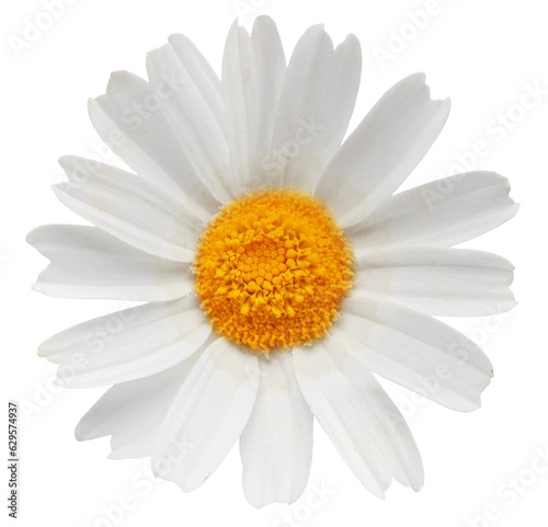 Chamomile flower on white background. Clipping path.