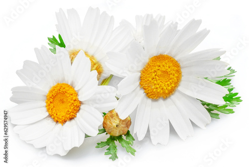 Chamomile flowers isolated on white background.