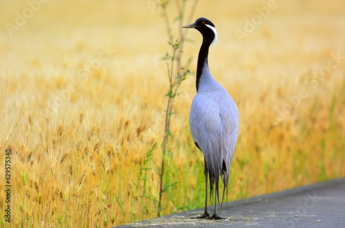 The demoiselle crane (Grus virgo) is a species of crane found in central Eurosiberia, ranging from the Black Sea to Mongolia and Northeast China. photo