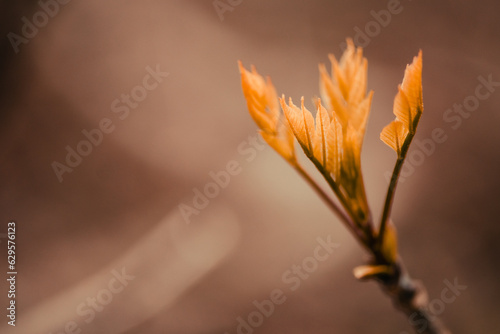 New leaves begin to bud out on a tree in the spring.