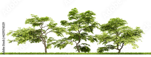 Cutout of green trees on transparent background  png plant  3d render illustration.