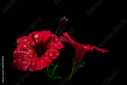 Flowers in macro photography on a black background.