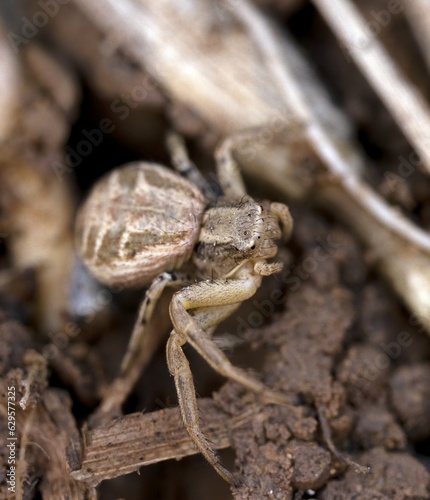 Macro photography of a Xysticus croceus, crab spider on the ground
