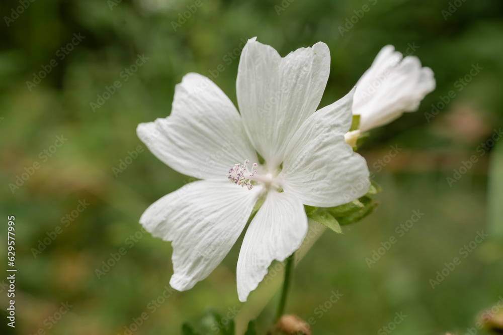close-up of a beautiful white musk mallow (Malva moschata) flower growing wild close-up of a beautiful white musk mallow (Malva moschata) flower growing wild