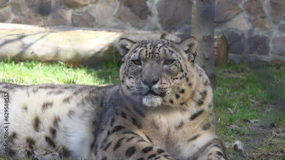 Beautiful snow leopard (Panthera uncia) portrait Beautiful snow leopard (Panthera uncia) portrait