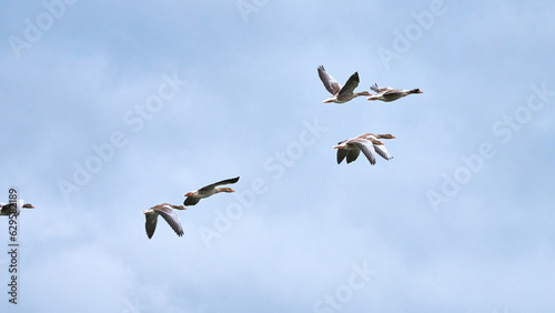 A flock of ducks is flying in the sky