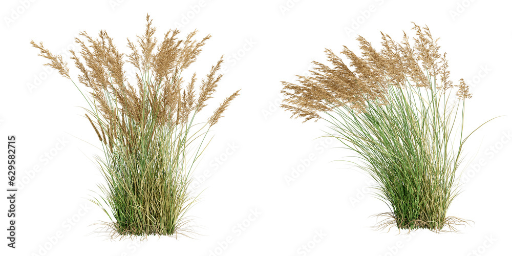 Fototapeta premium Reeds isolated on white background