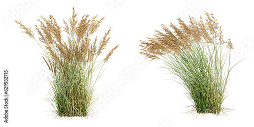Reeds isolated on white background Fototapet