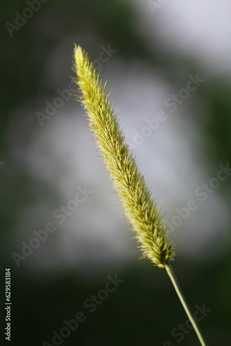 close up of grass