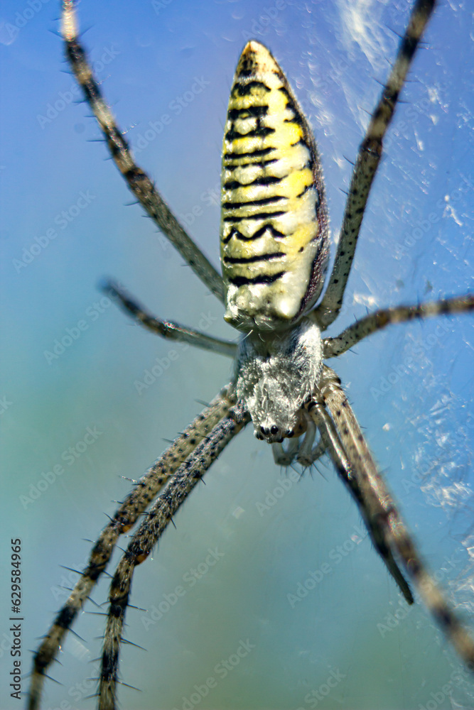 Spider on a web against the sky with a shallow depth of field Spider on a web against the sky with a shallow depth of field