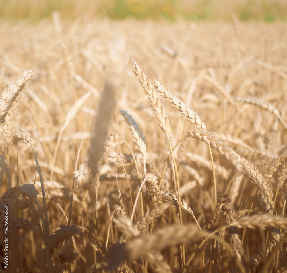Obraz premium Wheat field, Rural Scenery, grain ears, crops field, cereal harvest, golden rye