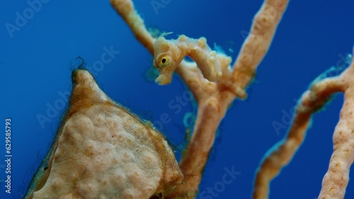 Denises pygmy seahorse, Hippocampus denise h ides in a gorgony, Raja Ampat, Indonesia photo