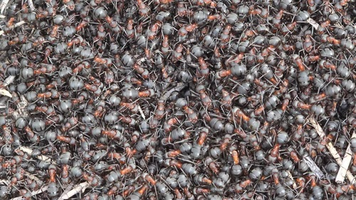 Close-up macro detail of crowded ants colony swarming on the anthill
