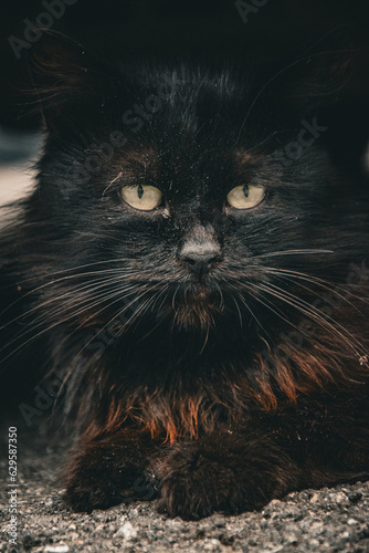 portrait of a cat